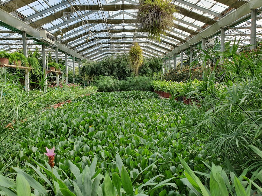 Spacious greenhouse plants