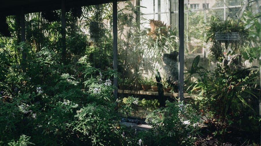 Sunlit greenhouse greenery