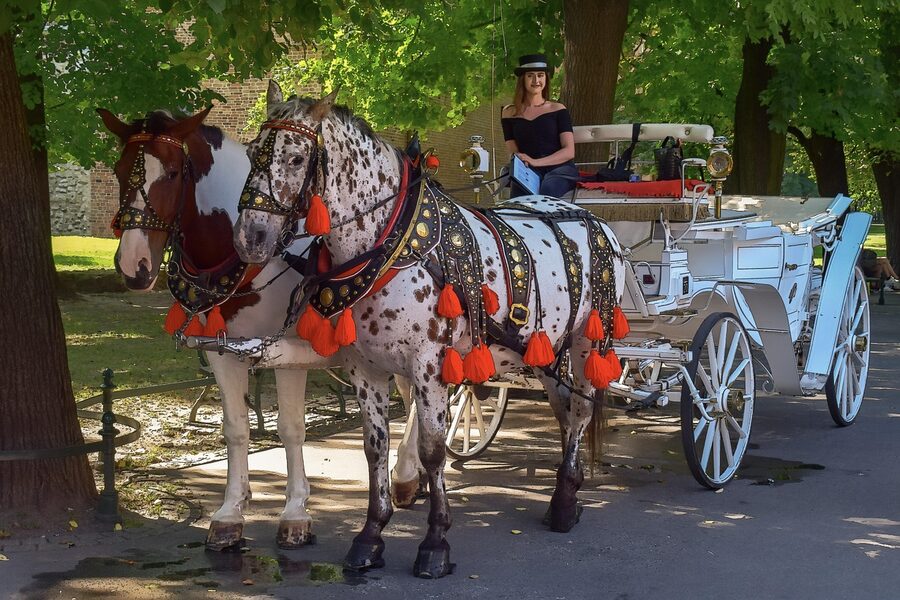 Horse carriage in Krakow park alley