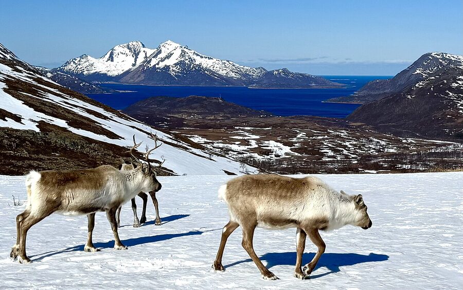 Reindeer on Kvaloya island Tromso Norway