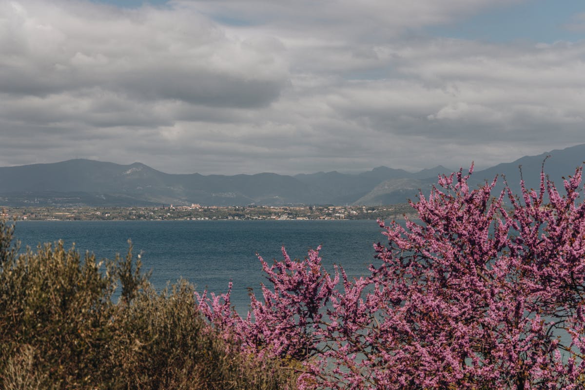 Pink flowers framing a view of Lake Garda with mountains in the background