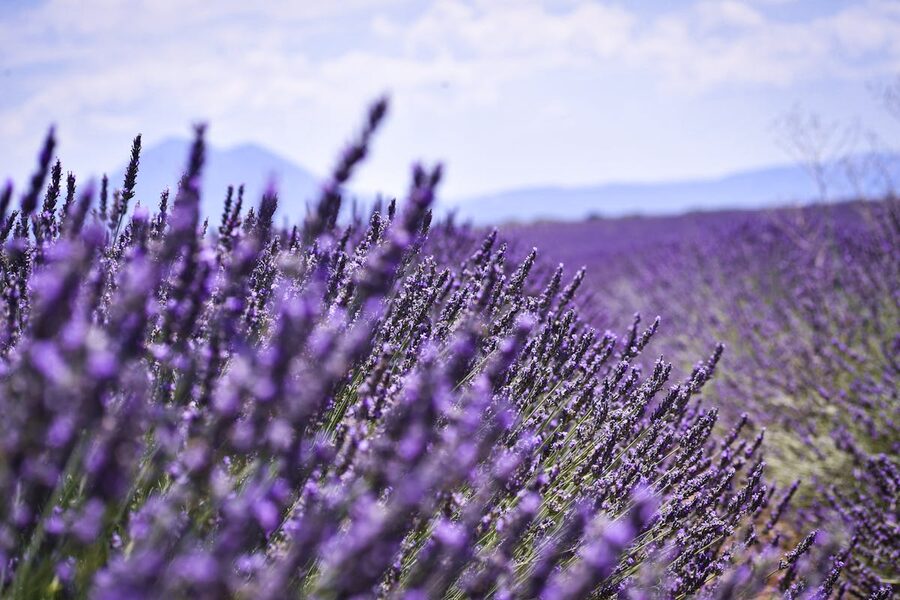 Lavender field in full bloom under bright sky in Valensole Provence France