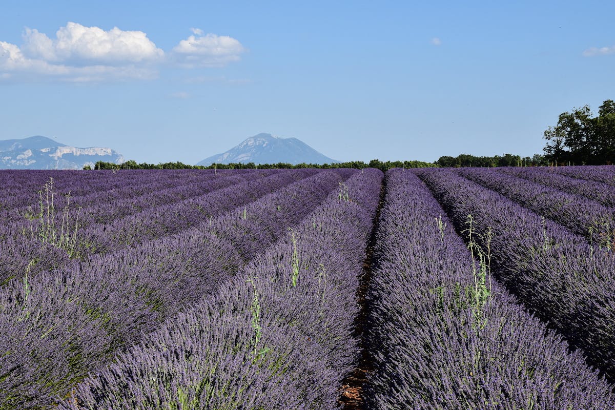 Stunning lavender fields stretching under a clear blue sky in Provence France
