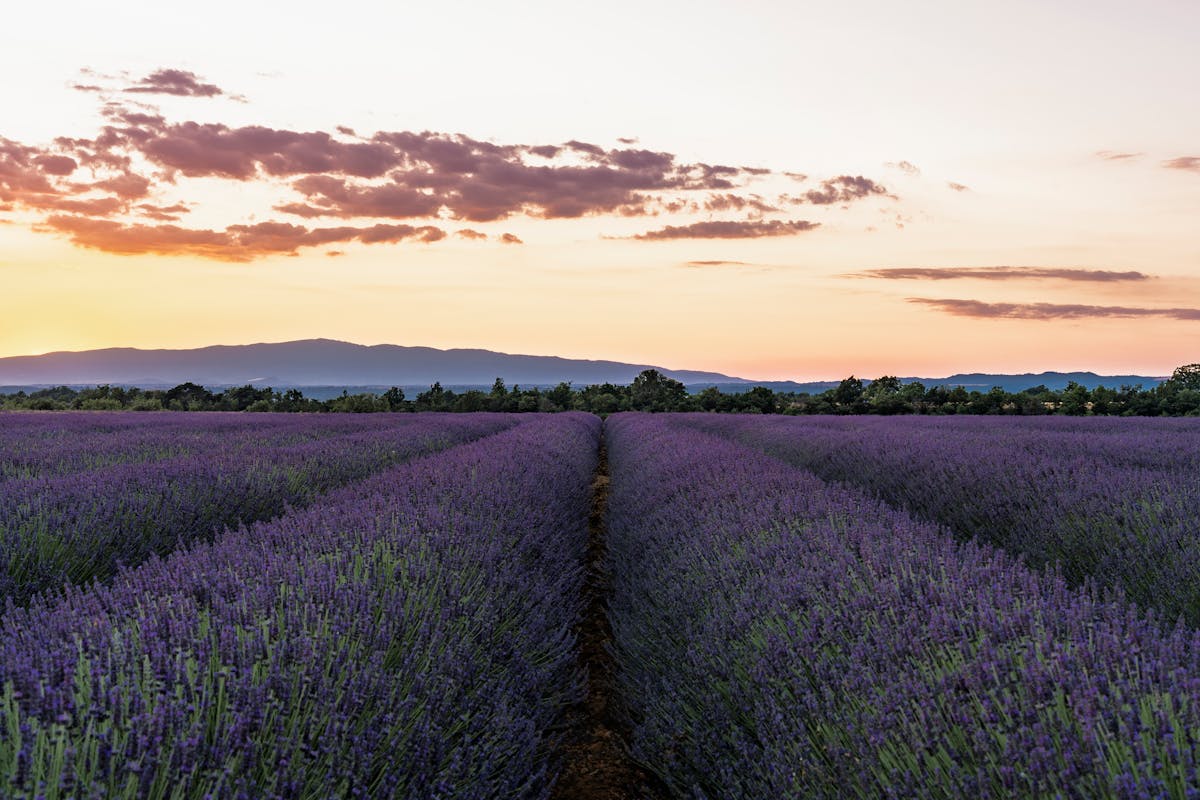 Lavender fields at sunrise in Provence with golden light washing across purple rows