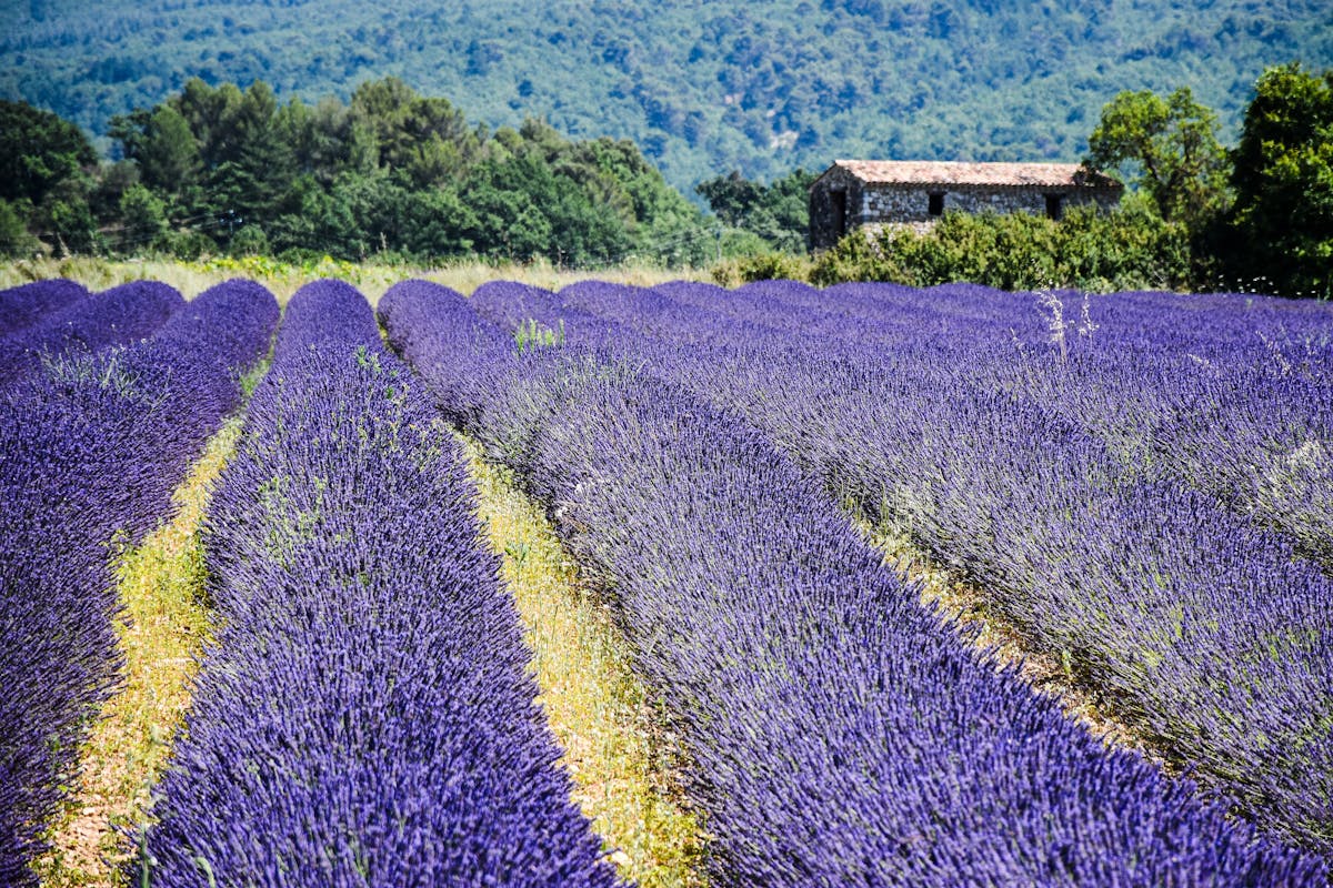 Lavender fields surrounding a rustic stone farmhouse in Provence with rolling hills behind