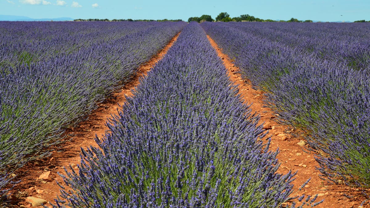 Lavender fields stretching to the horizon on the Valensole Plateau in Provence under a clear summer sky