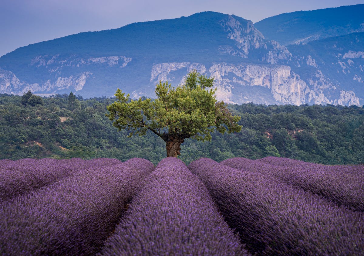 Lavender fields with a lone tree and mountains in the distance on the Valensole Plateau in Provence France