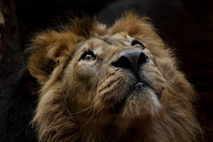 Close-up portrait of a male lion with golden mane at a zoo