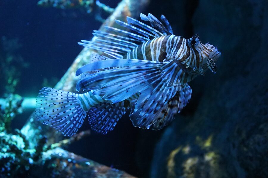 Lionfish with spread fins in an aquarium tank