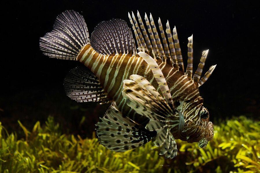 A lionfish with its distinctive fanned fins in an aquarium tank