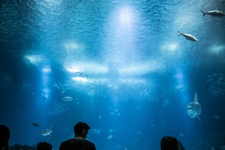 The massive central tank at the Lisbon Oceanarium filled with sharks rays and tropical fish
