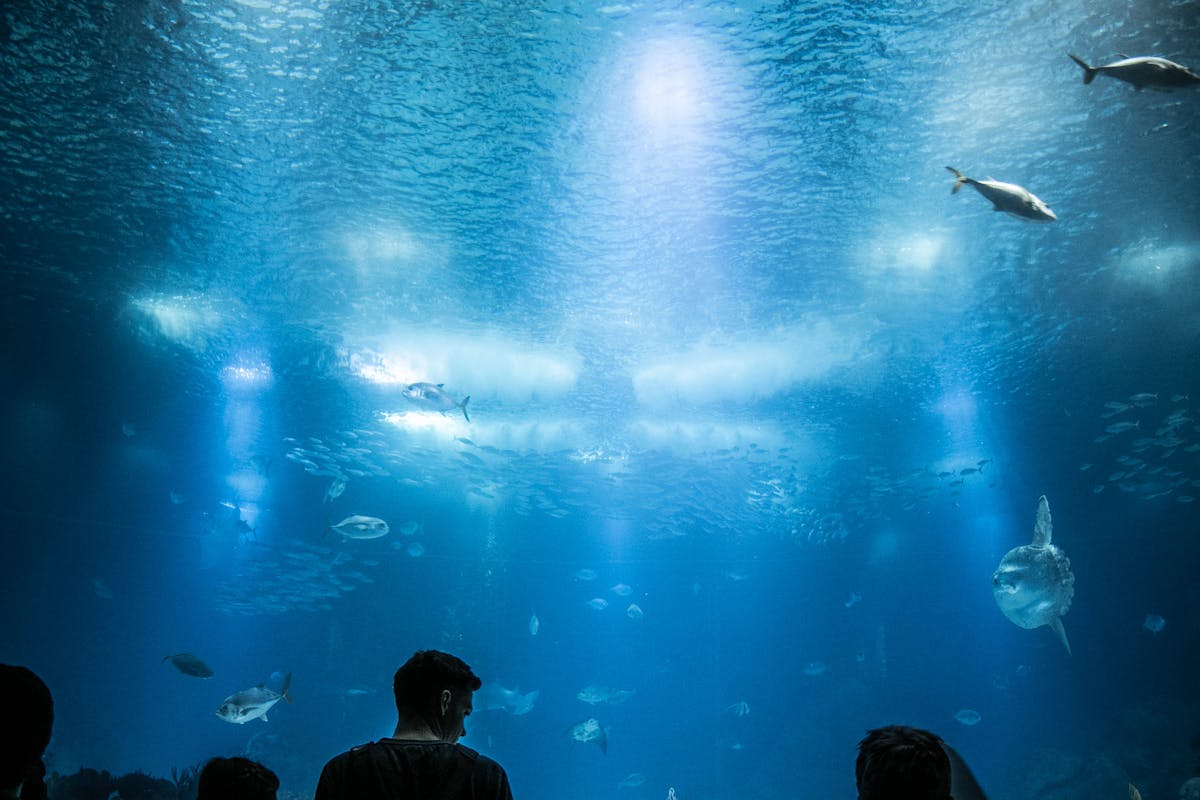 The massive central tank at the Lisbon Oceanarium filled with sharks rays and tropical fish