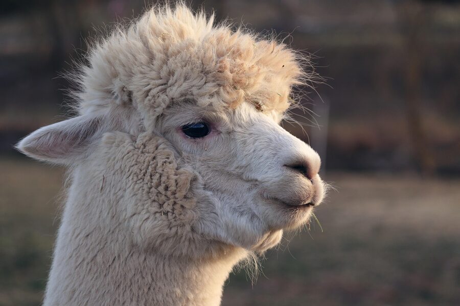Llama face close-up with ears alert at a zoo