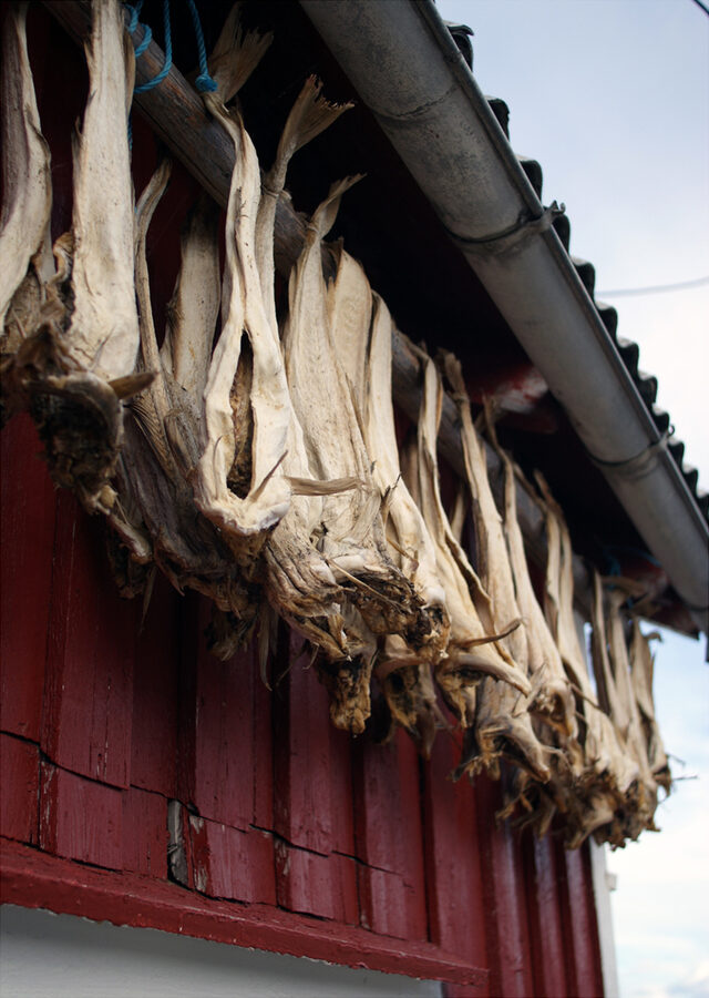 Lofoten Skrei cod fish caught in Norway