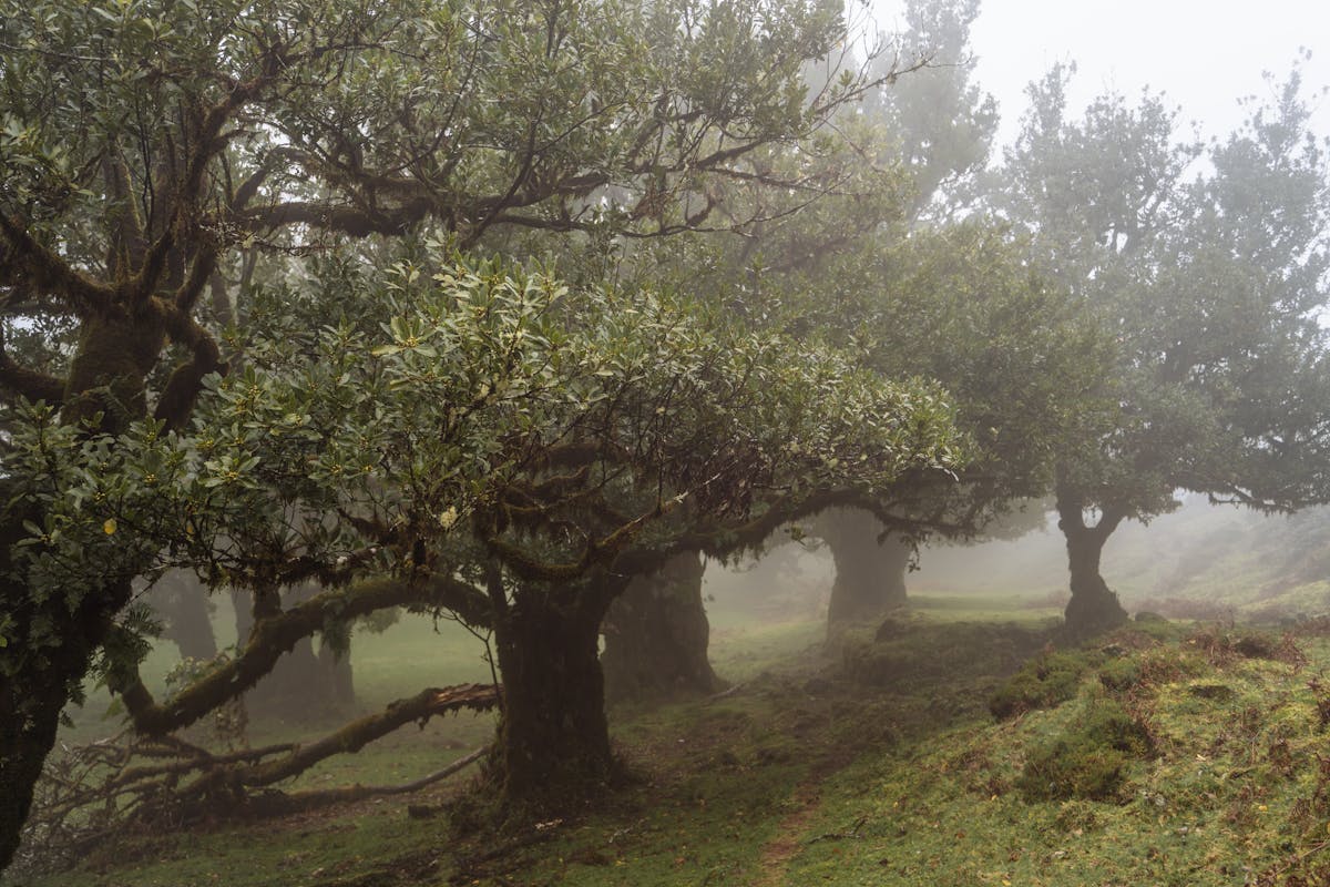 Serene laurel trees in the misty Madeira forest