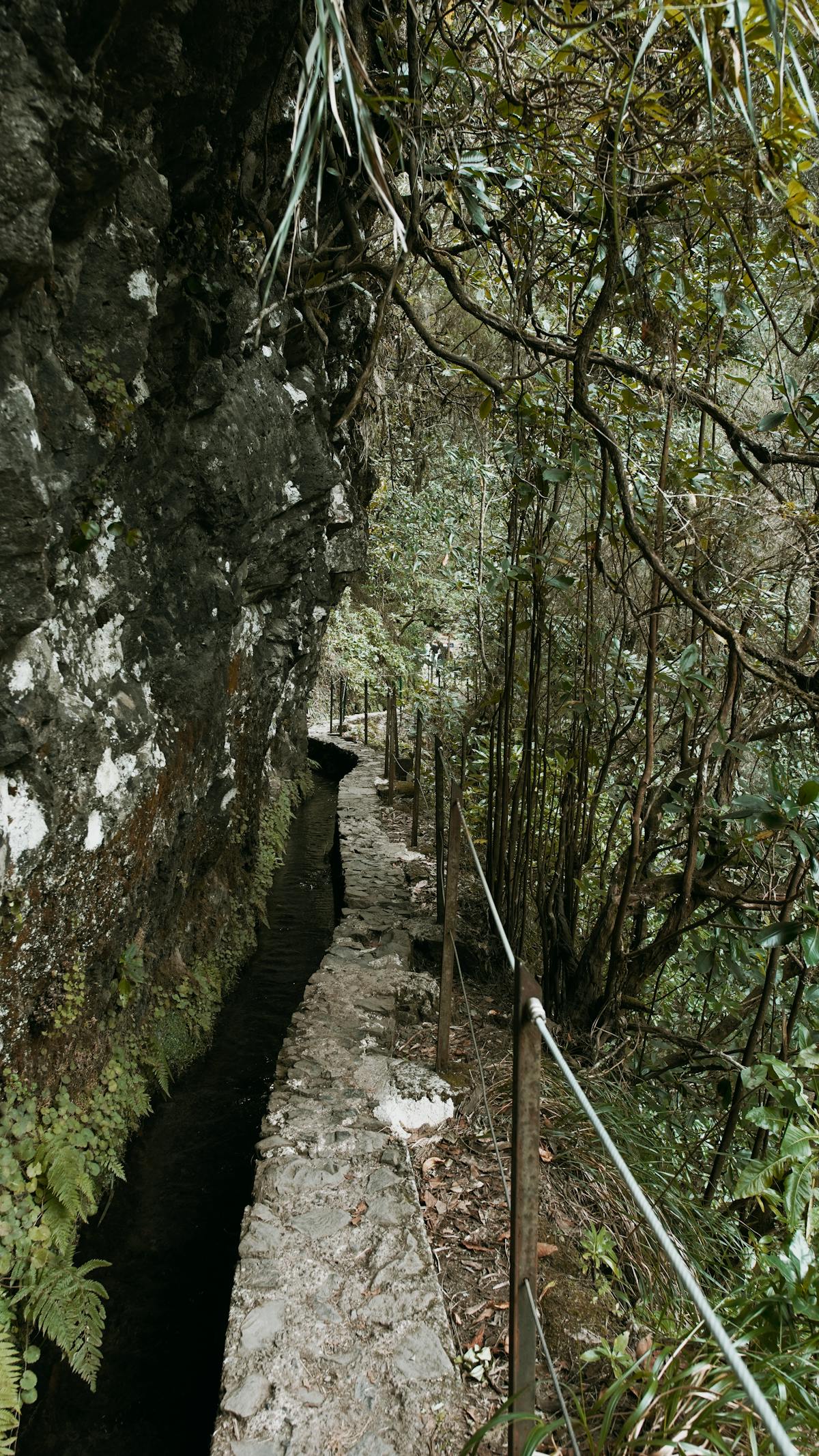 Scenic levada walkway in Madeira with rugged cliffs and rich greenery