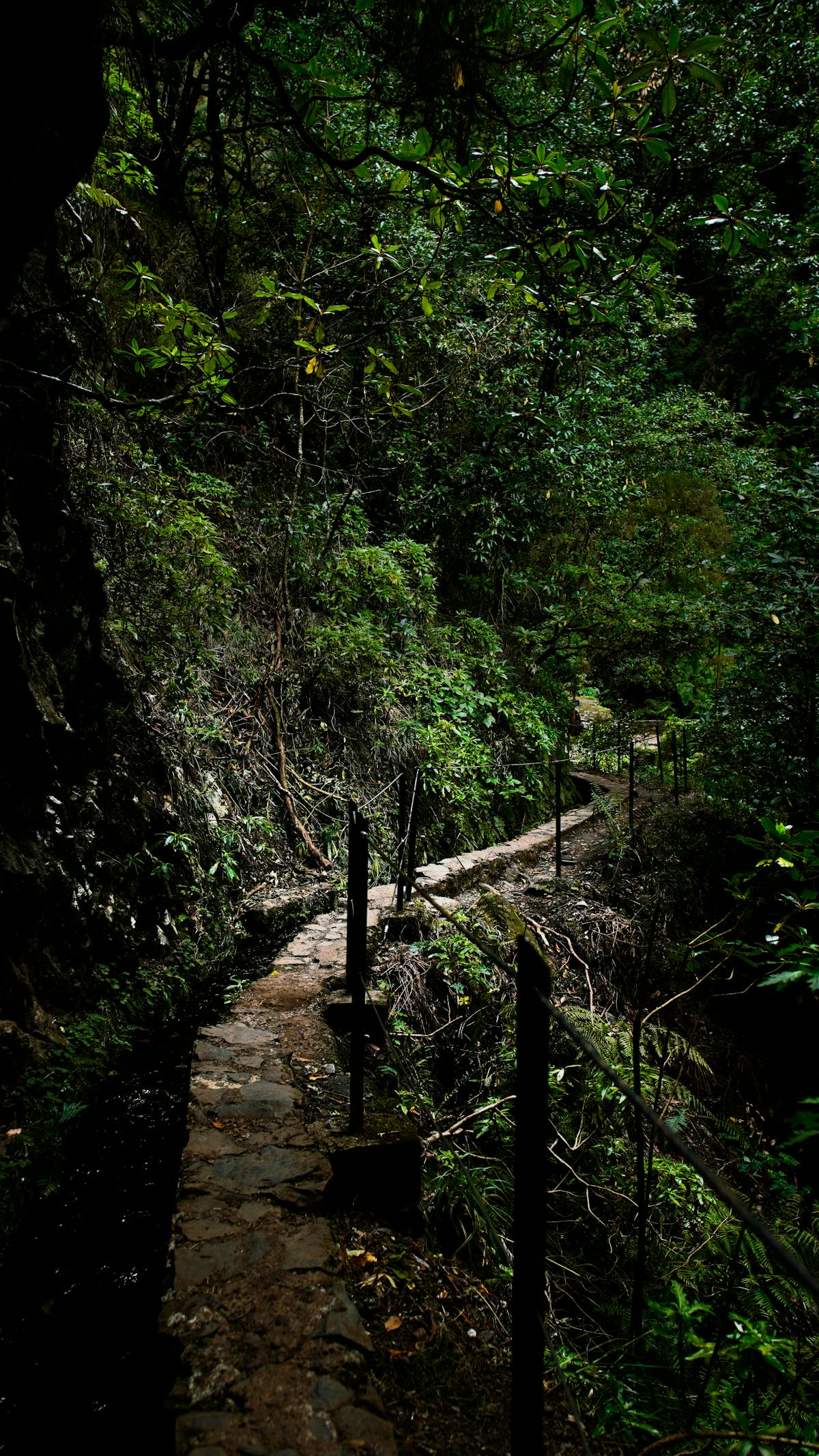 Misty pathway through lush green forest in Madeira