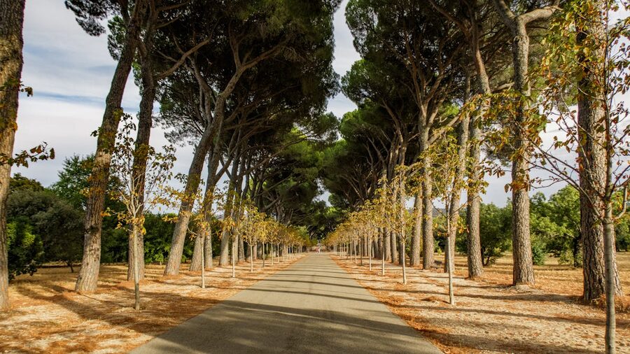 Scenic tree-lined pathway in a Madrid park on a sunny day