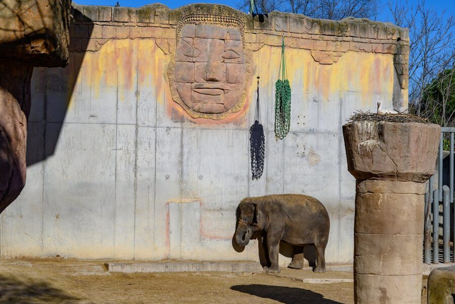 Asian elephant standing in sunny exhibit with decorative features at Madrid Zoo
