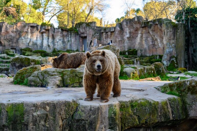 Brown bears exploring rocks at Madrid Zoo on a sunny day