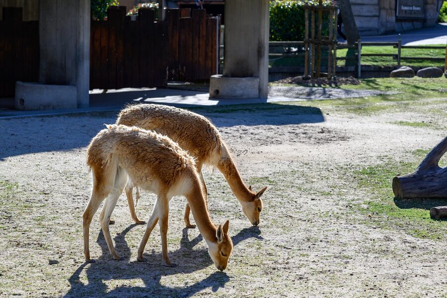 Vicunas grazing in an open enclosure at Madrid Zoo during the day