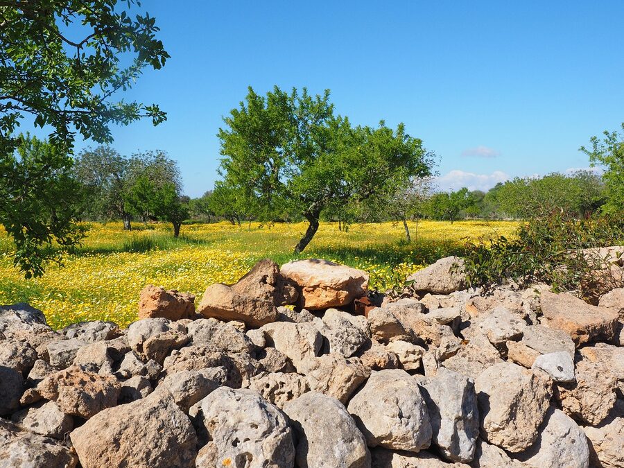 Ancient olive grove in the Mallorca countryside