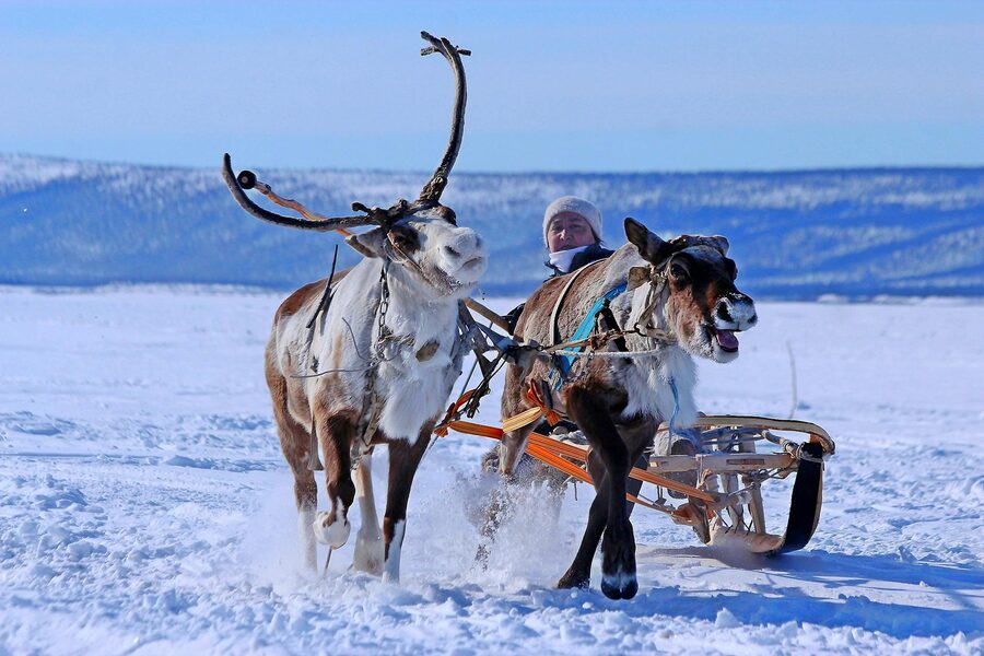 A reindeer team pulling a sled in winter