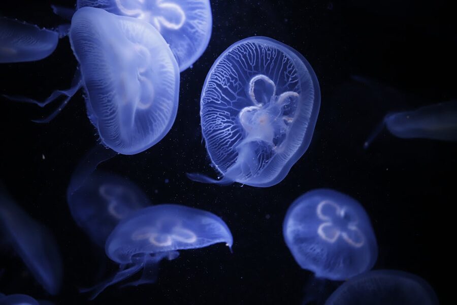 Moon jellyfish illuminated in a close-up aquarium display