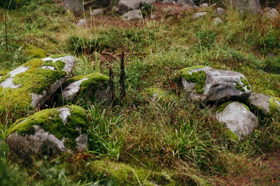 Moss-covered rocks in green forest