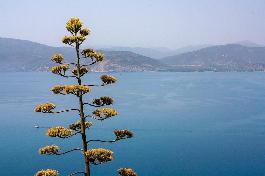 Nafplio coastline with agave plants
