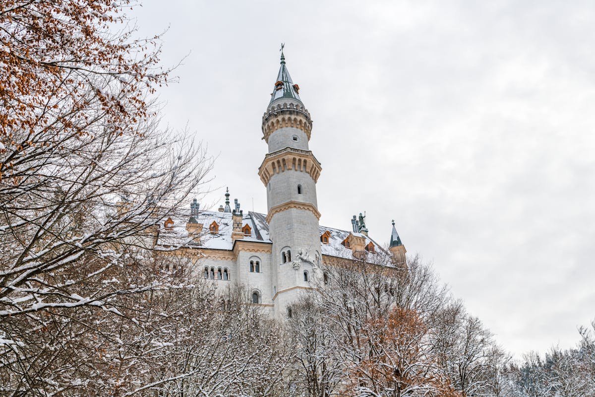 A tower of Neuschwanstein Castle framed by snow-dusted pine branches in winter