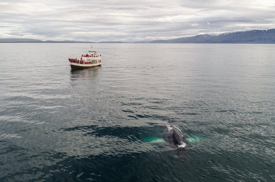 Traditional oak fishing boat whale watching Iceland
