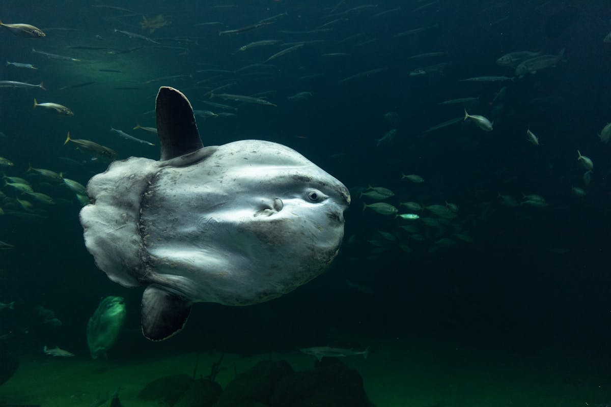 A massive ocean sunfish or mola mola gliding through deep blue water