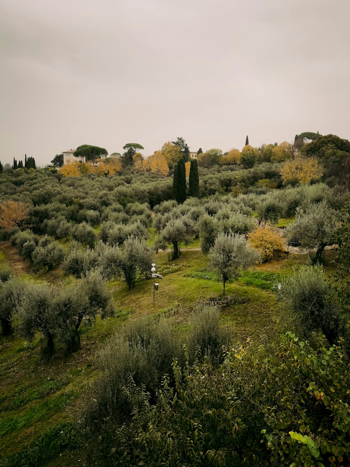 Rows of olive trees on a sloping Tuscan hillside with blue sky