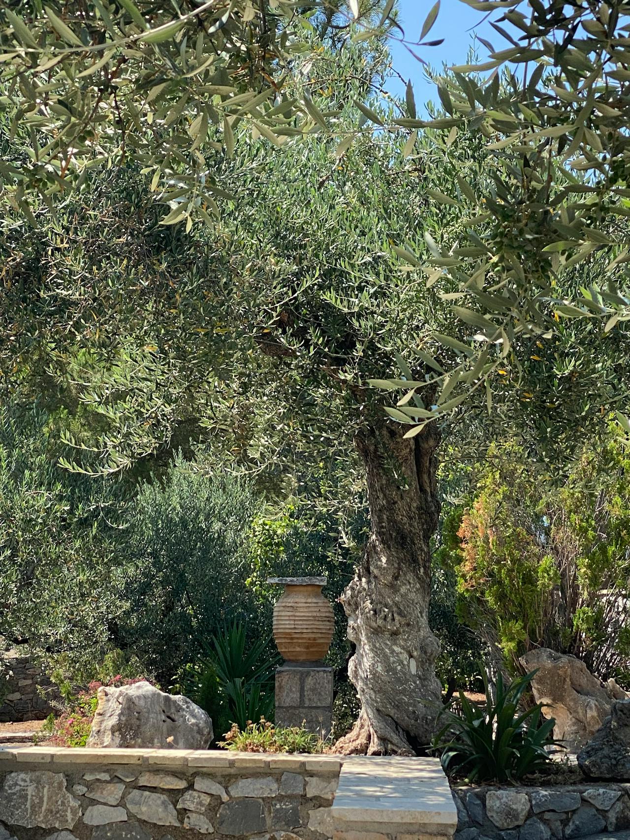 Ancient olive trees in the Greek countryside with gnarled trunks and silver-green leaves