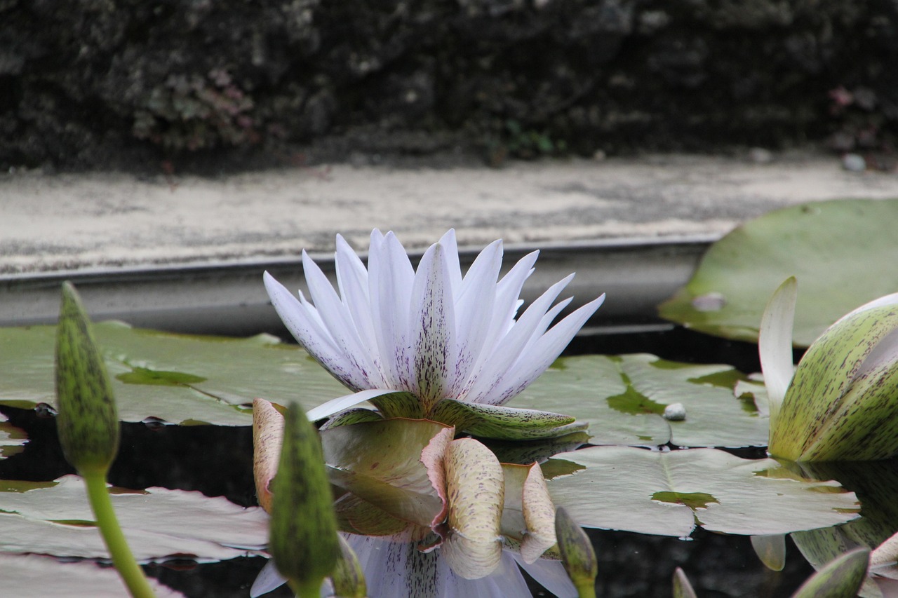 Water lilies on a pond reminiscent of Monet's paintings at Giverny