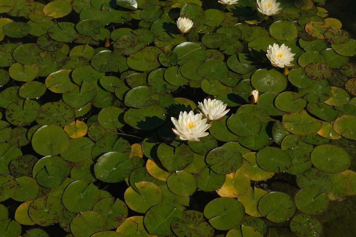 Water lilies blooming on a tranquil pond
