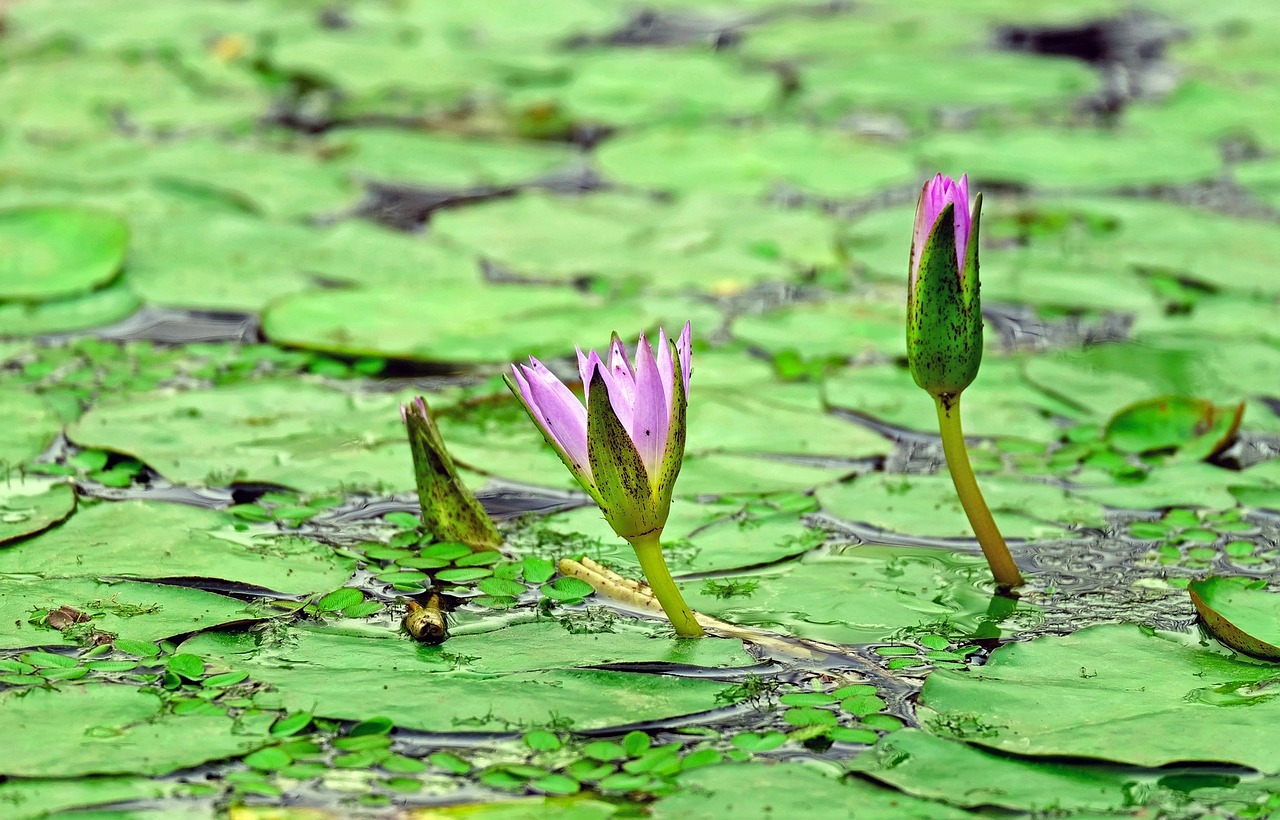 Close-up of pink water lily blooming on a pond