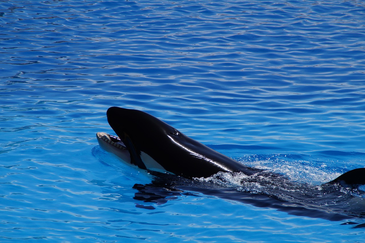 An orca killer whale swimming in blue water showing its black and white markings