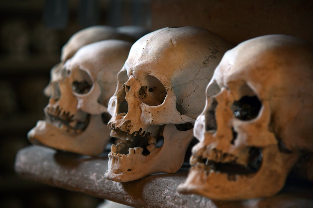 A row of human skulls neatly lined up in an eerie ossuary