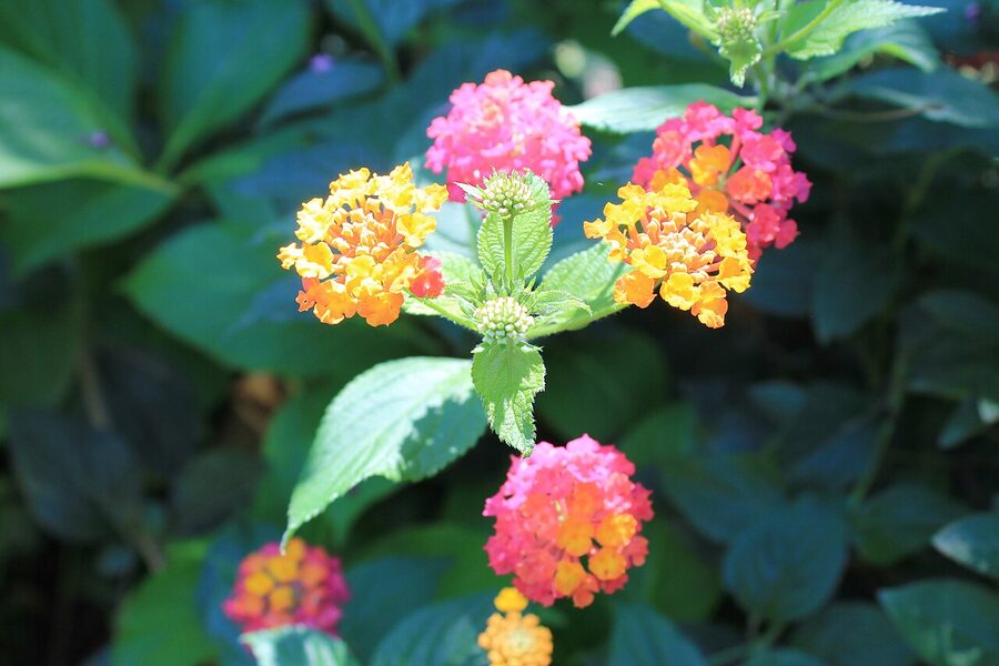 Gardens of the Palacio de Cristal in Porto
