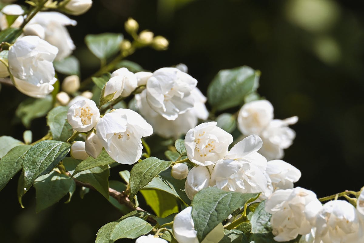 White jasmine flowers in bloom