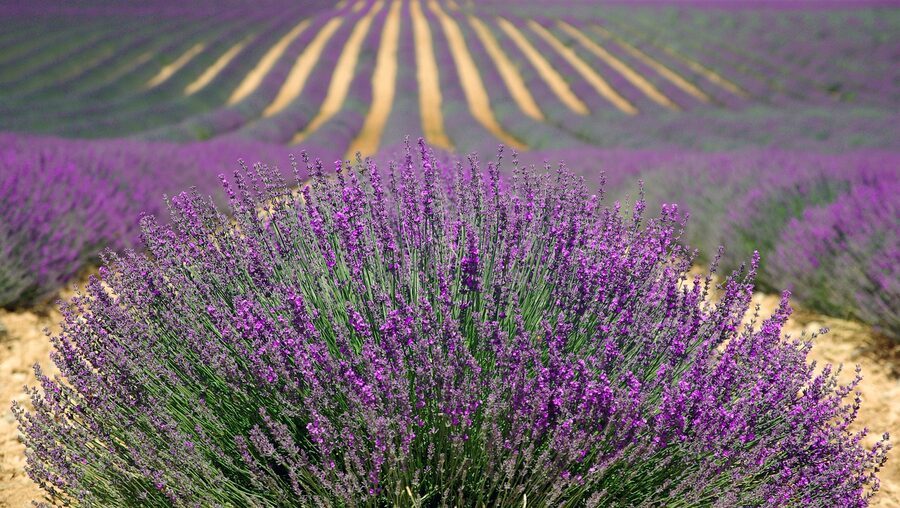 Lavender flowers blooming in a Provence farm field
