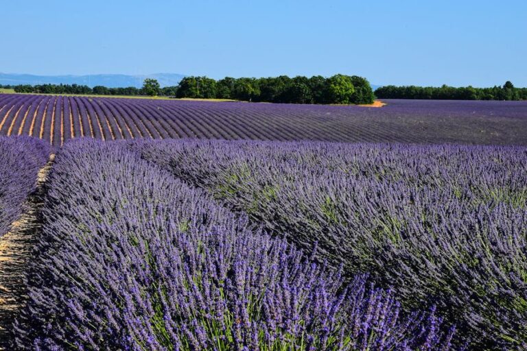 Lavender fields stretching across the Provence countryside near Grasse