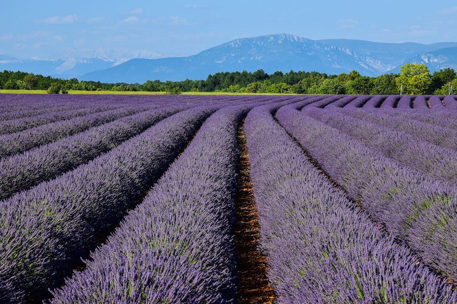 Golden sunset light over Provence lavender fields