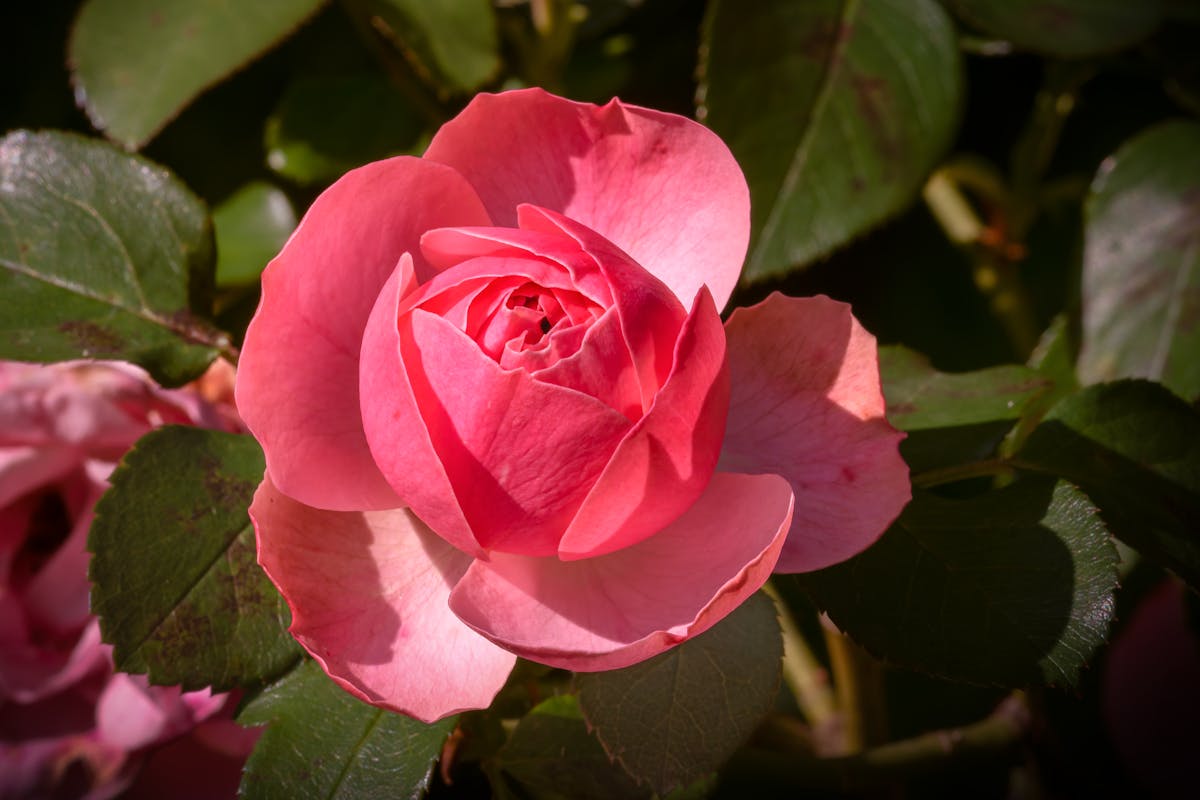 Close-up of a pink rose in bloom