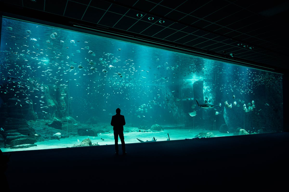 A person standing before a massive aquarium tank watching fish swim past