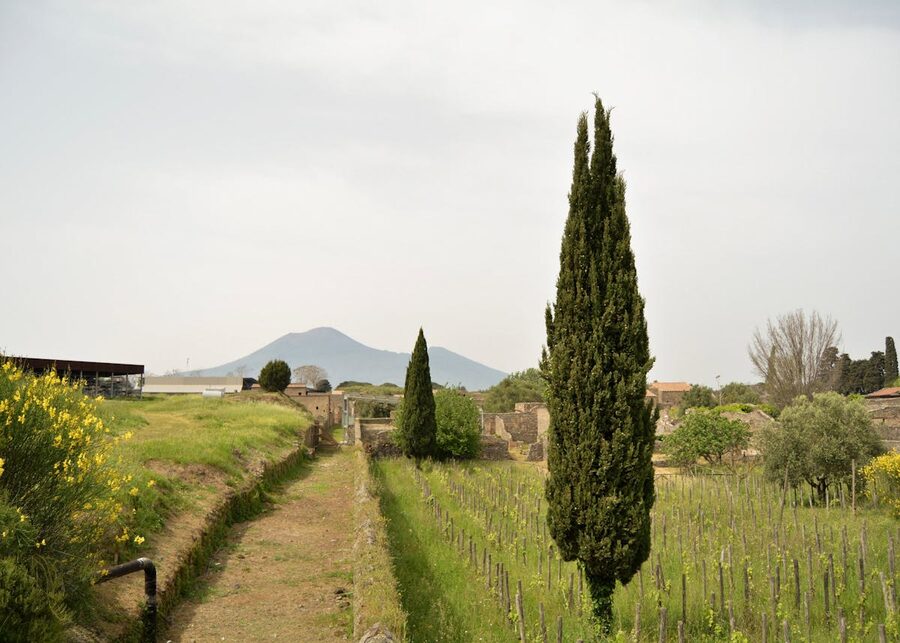 Cypress trees and vineyard with Mount Vesuvius in the background in Campania Italy