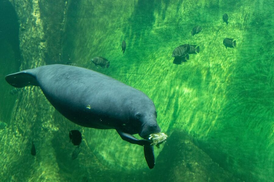 A manatee swimming and eating in a green underwater aquarium environment