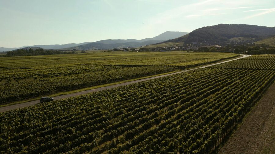 Expansive aerial view of vineyard rows in Alsace with a road cutting through the countryside